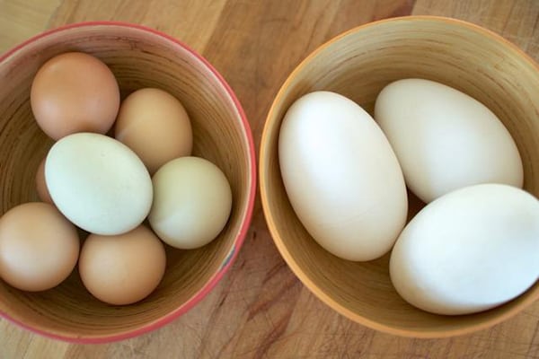 bà bầu có nên ăn trứng ngỗng 1